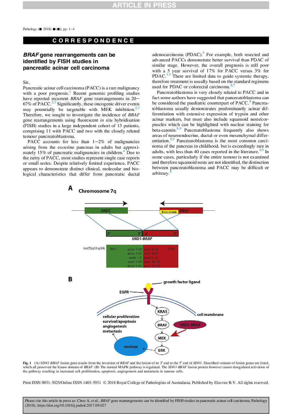 BRAF gene rearrangements can be identified by FISH studies in pancreatic acinar cell carcinoma