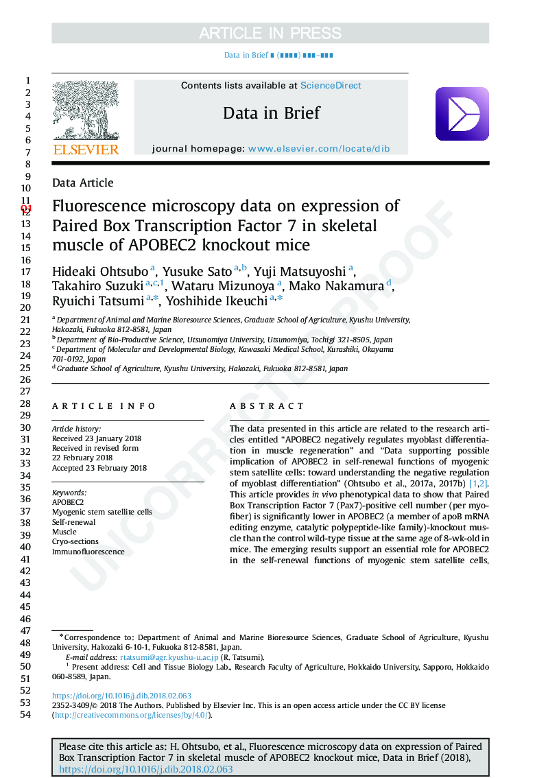 Fluorescence microscopy data on expression of Paired Box Transcription Factor 7 in skeletal muscle of APOBEC2 knockout mice