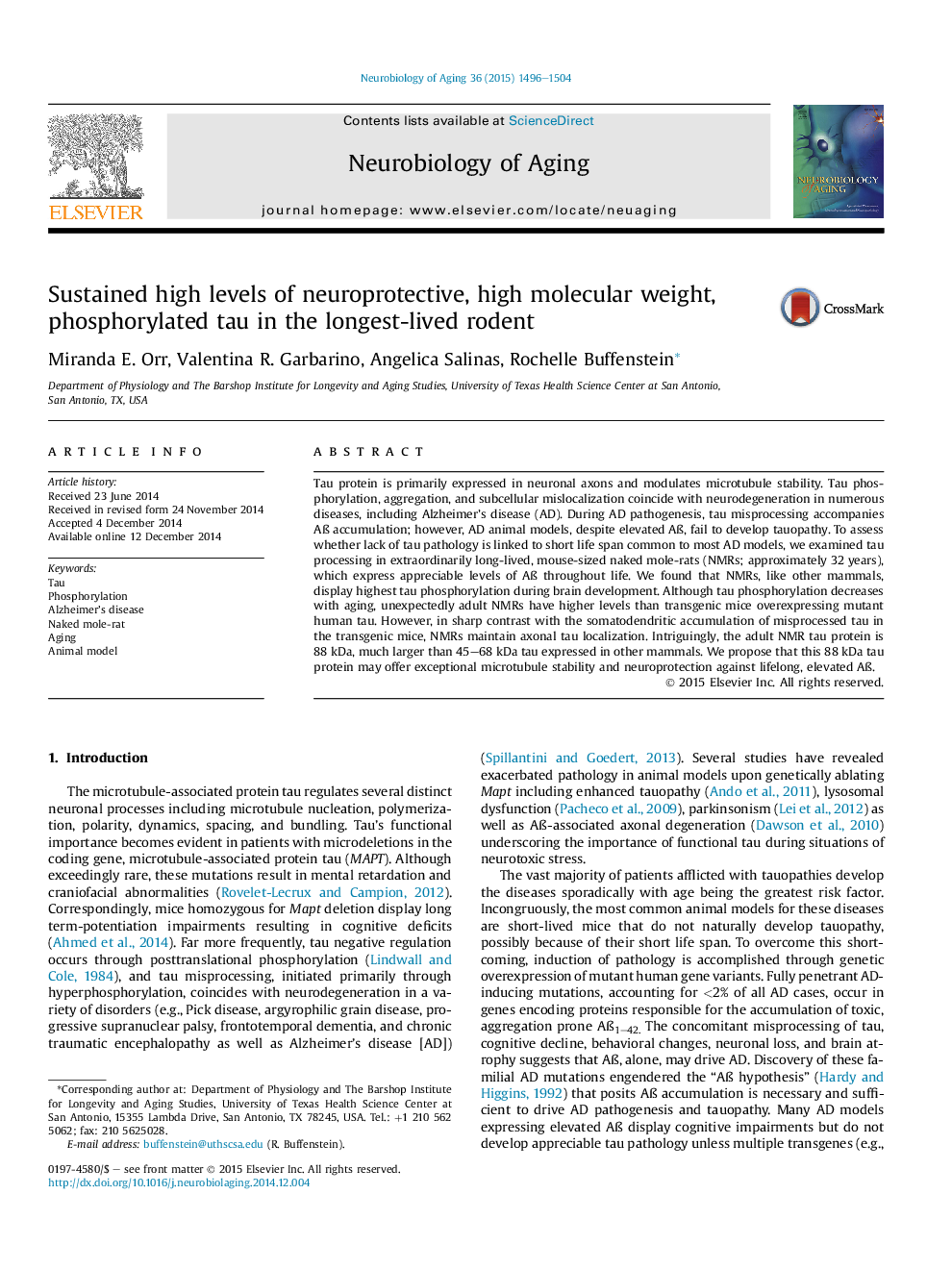 Sustained high levels of neuroprotective, high molecular weight, phosphorylated tau in the longest-lived rodent