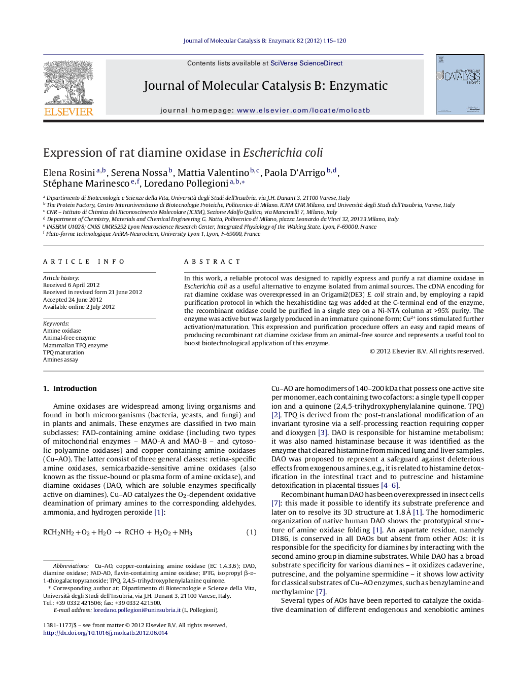 Expression of rat diamine oxidase in Escherichia coli