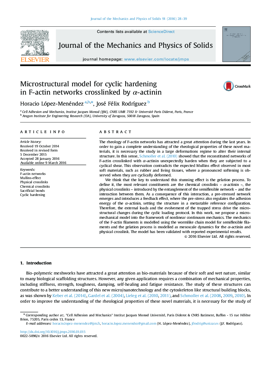 Microstructural model for cyclic hardening in F-actin networks crosslinked by Î±-actinin