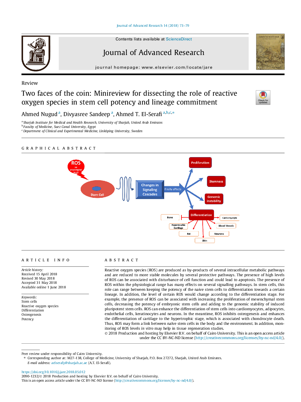 Two faces of the coin: Minireview for dissecting the role of reactive oxygen species in stem cell potency and lineage commitment