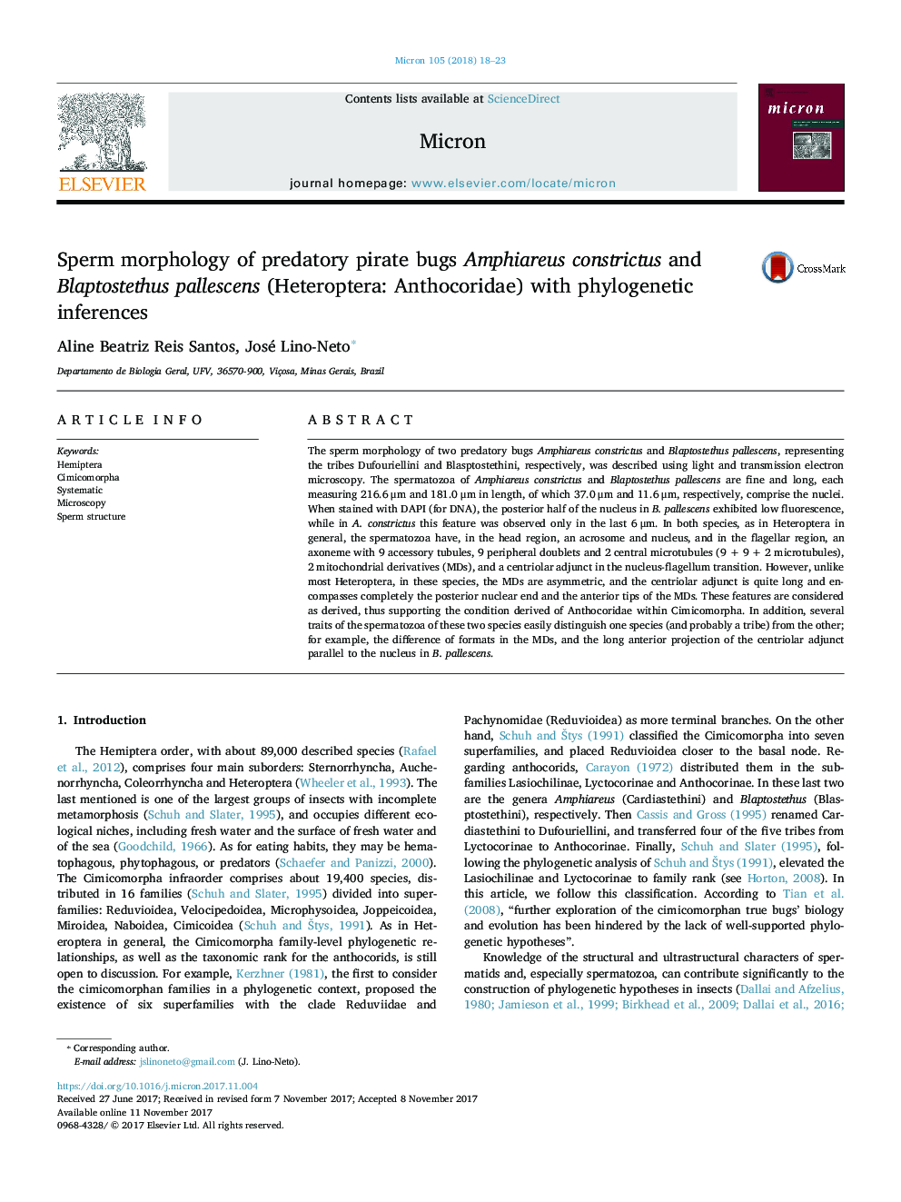 Sperm morphology of predatory pirate bugs Amphiareus constrictus and Blaptostethus pallescens (Heteroptera: Anthocoridae) with phylogenetic inferences