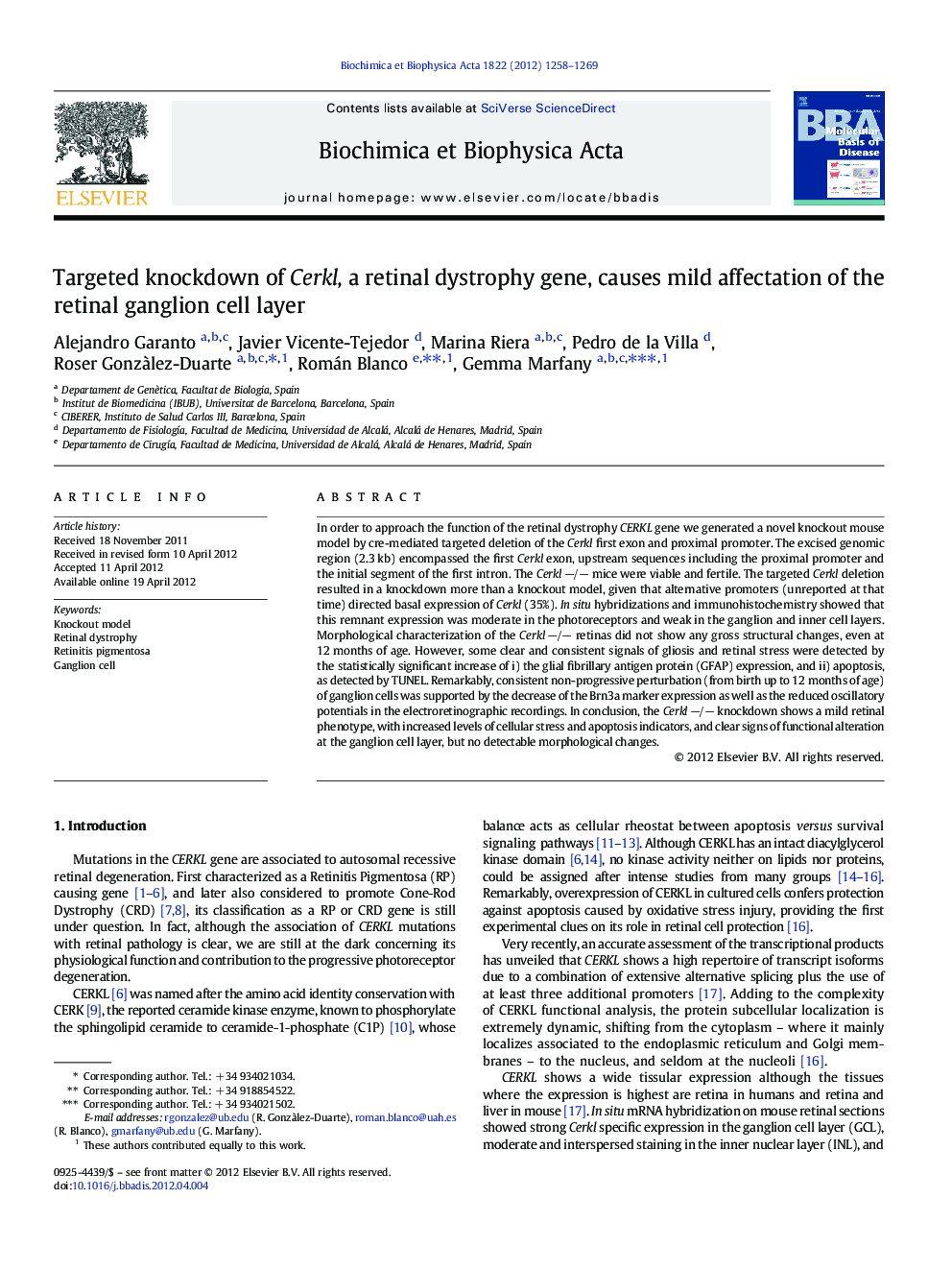 Targeted knockdown of Cerkl, a retinal dystrophy gene, causes mild affectation of the retinal ganglion cell layer