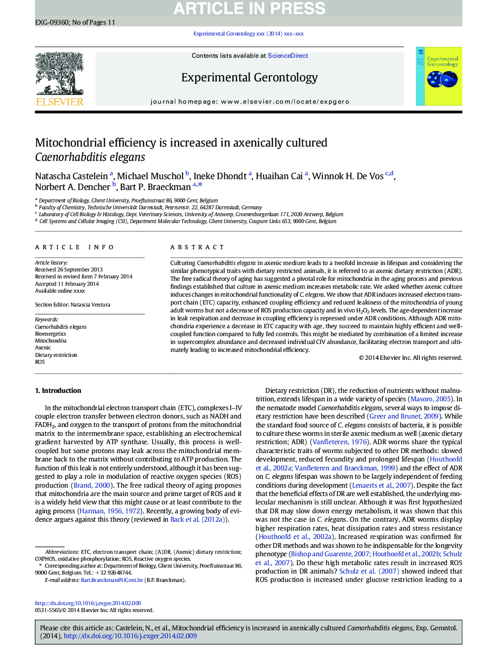 Mitochondrial efficiency is increased in axenically cultured Caenorhabditis elegans