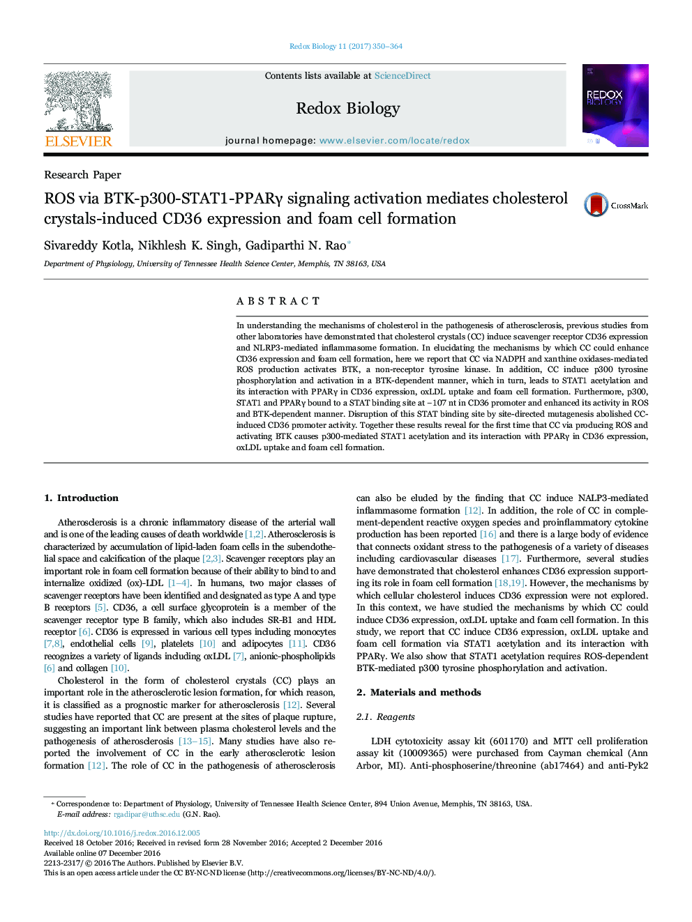 ROS via BTK-p300-STAT1-PPARÎ³ signaling activation mediates cholesterol crystals-induced CD36 expression and foam cell formation
