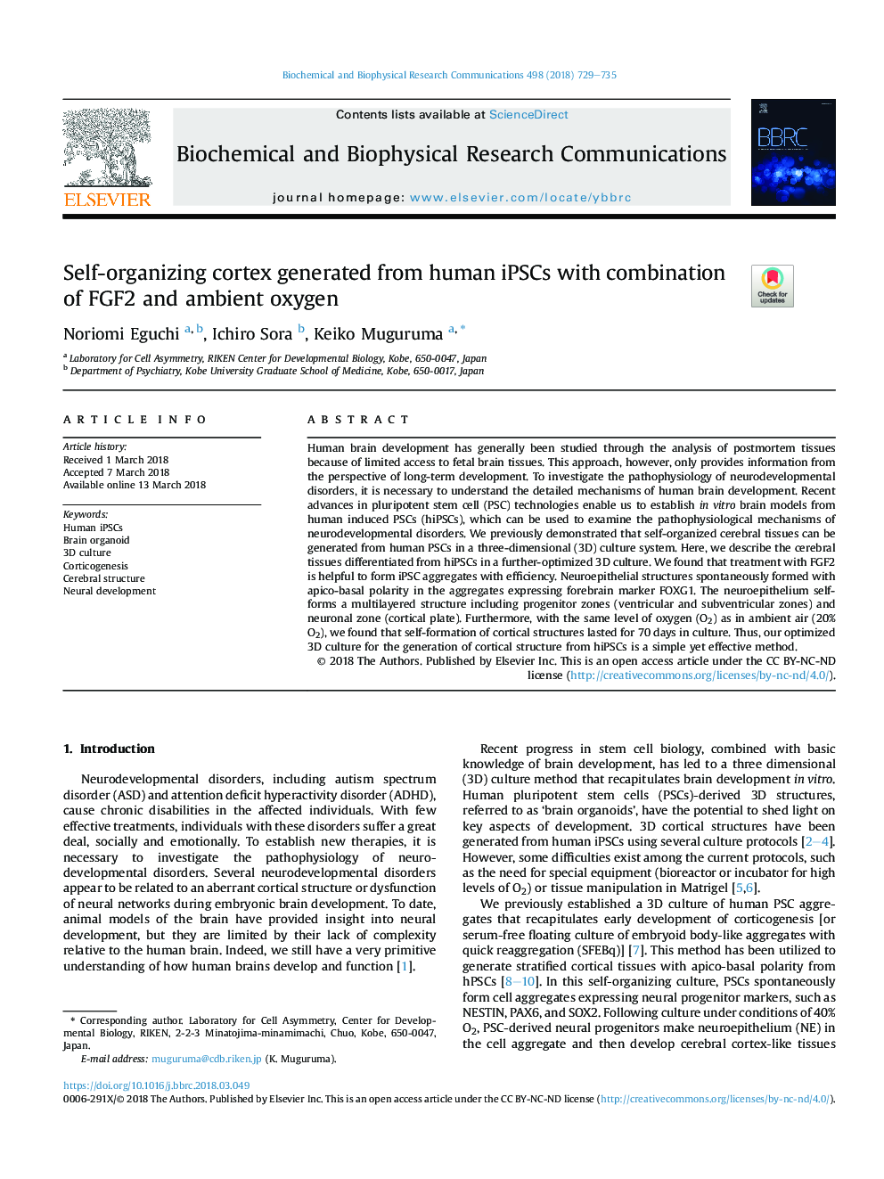 Self-organizing cortex generated from human iPSCs with combination of FGF2 and ambient oxygen