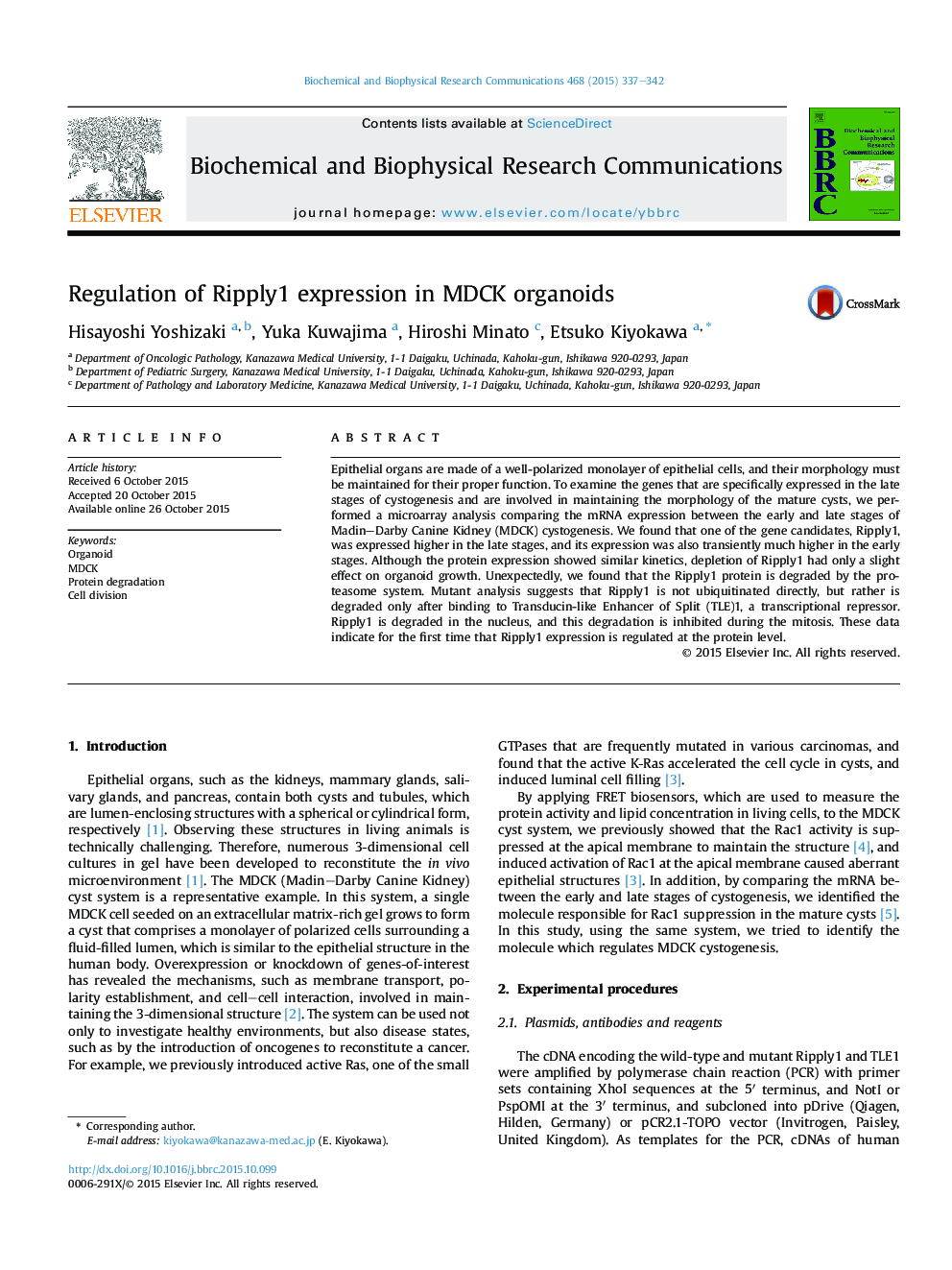 Regulation of Ripply1 expression in MDCK organoids