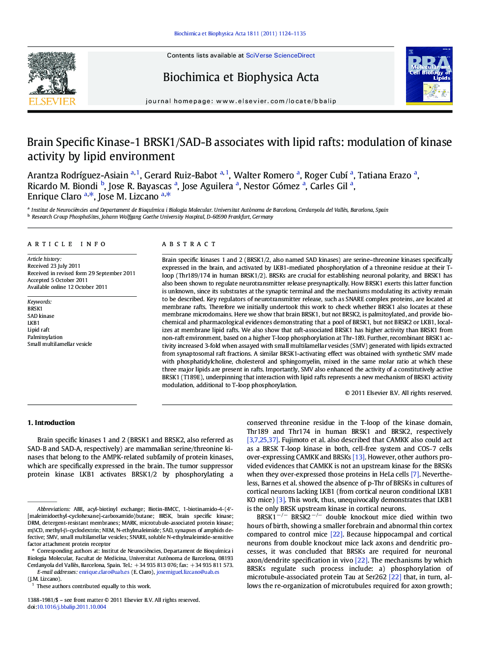 Brain Specific Kinase-1 BRSK1/SAD-B associates with lipid rafts: modulation of kinase activity by lipid environment