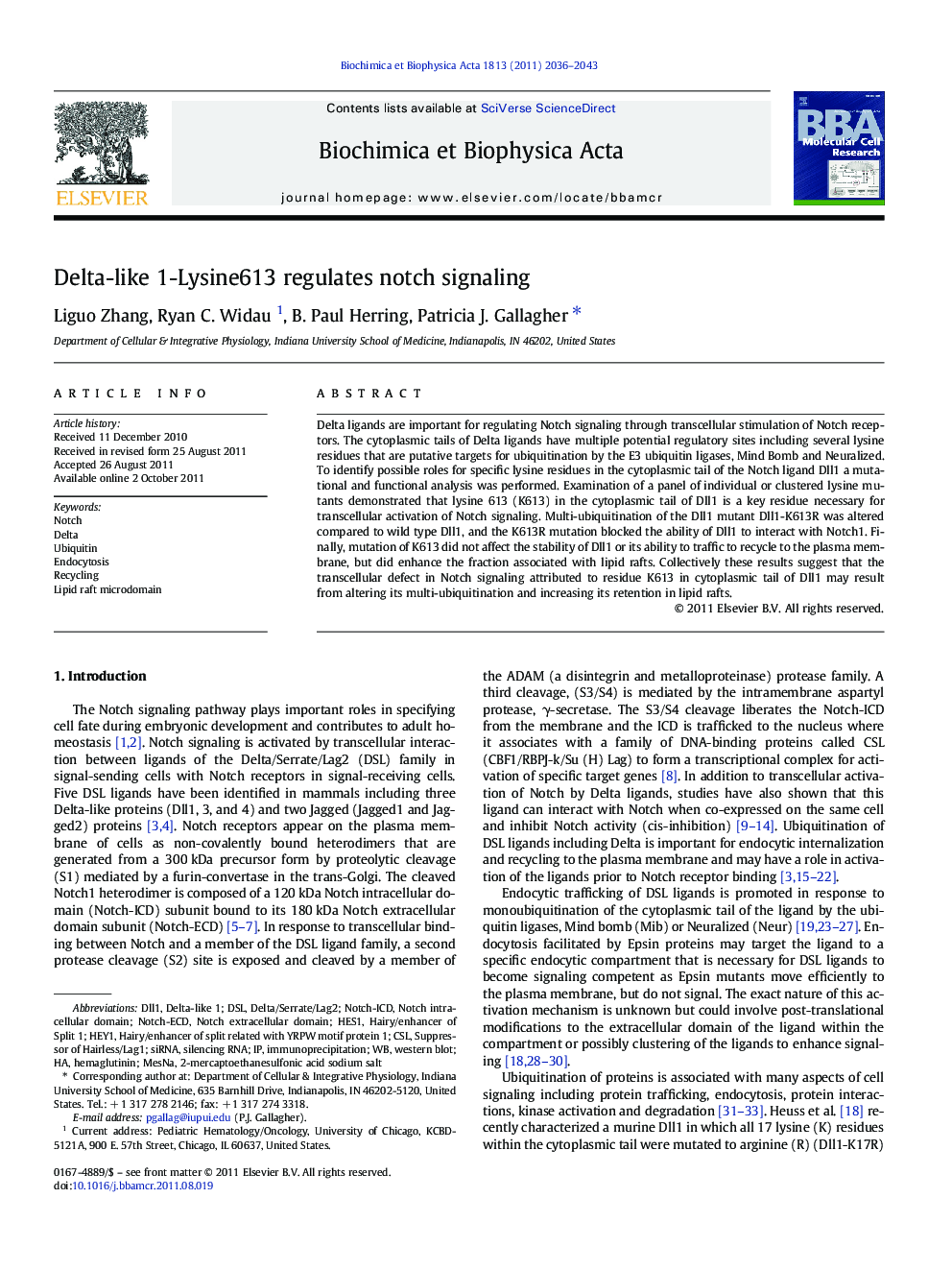 Delta-like 1-Lysine613 regulates notch signaling