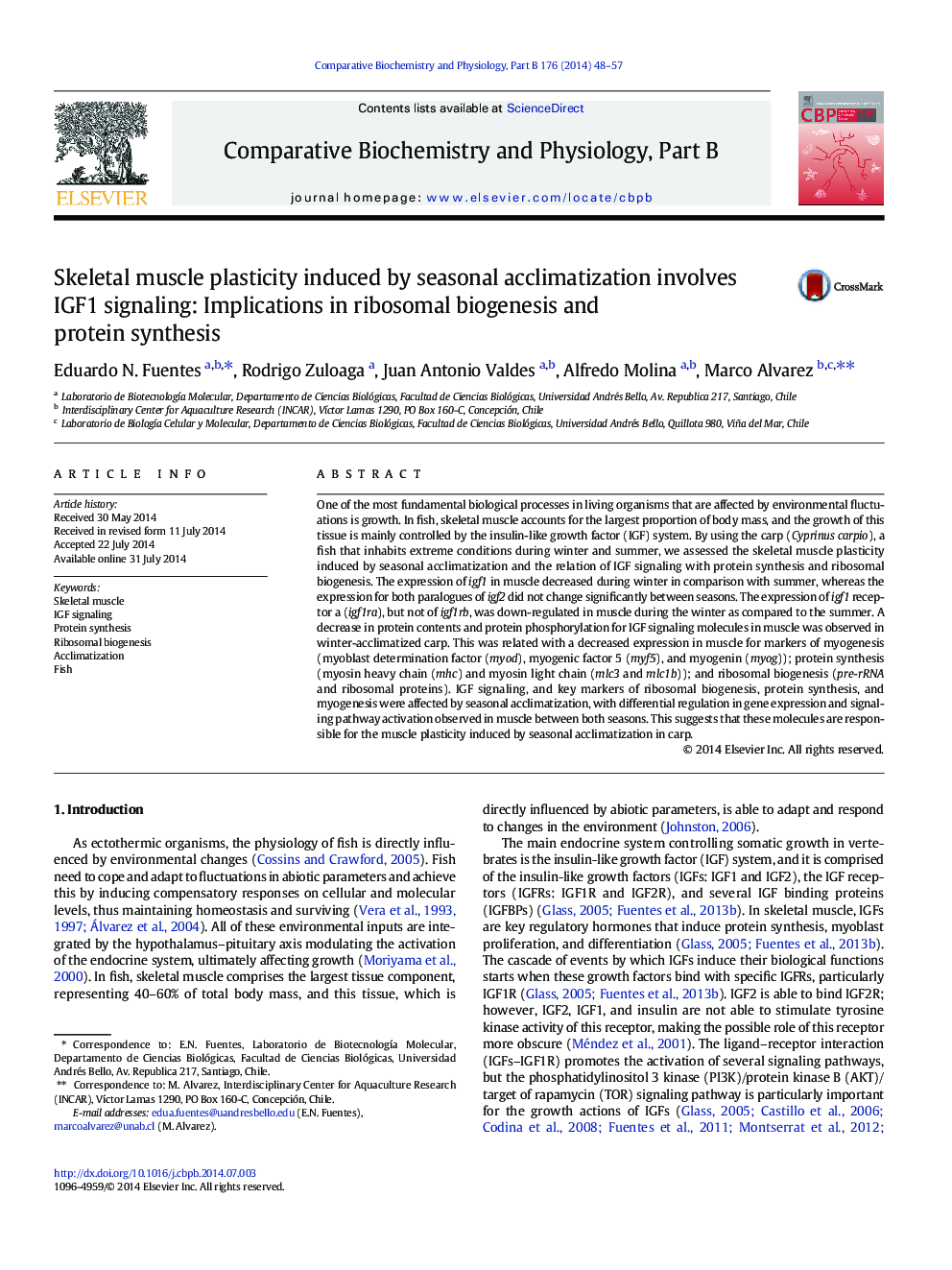 Skeletal muscle plasticity induced by seasonal acclimatization involves IGF1 signaling: Implications in ribosomal biogenesis and protein synthesis