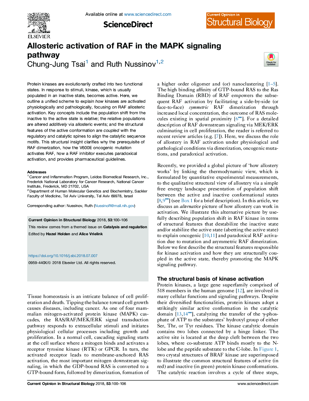 Allosteric activation of RAF in the MAPK signaling pathway