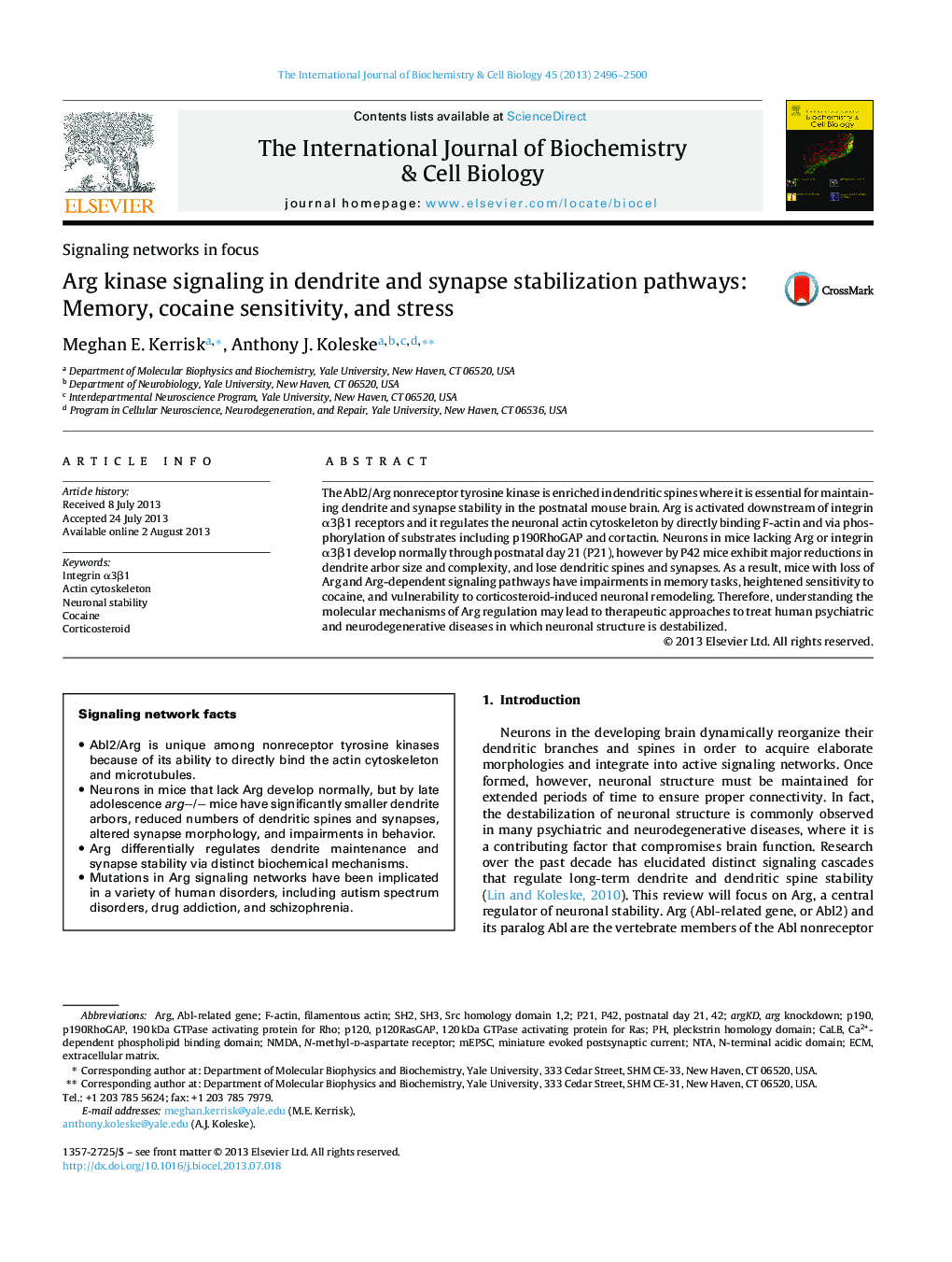 Arg kinase signaling in dendrite and synapse stabilization pathways: Memory, cocaine sensitivity, and stress