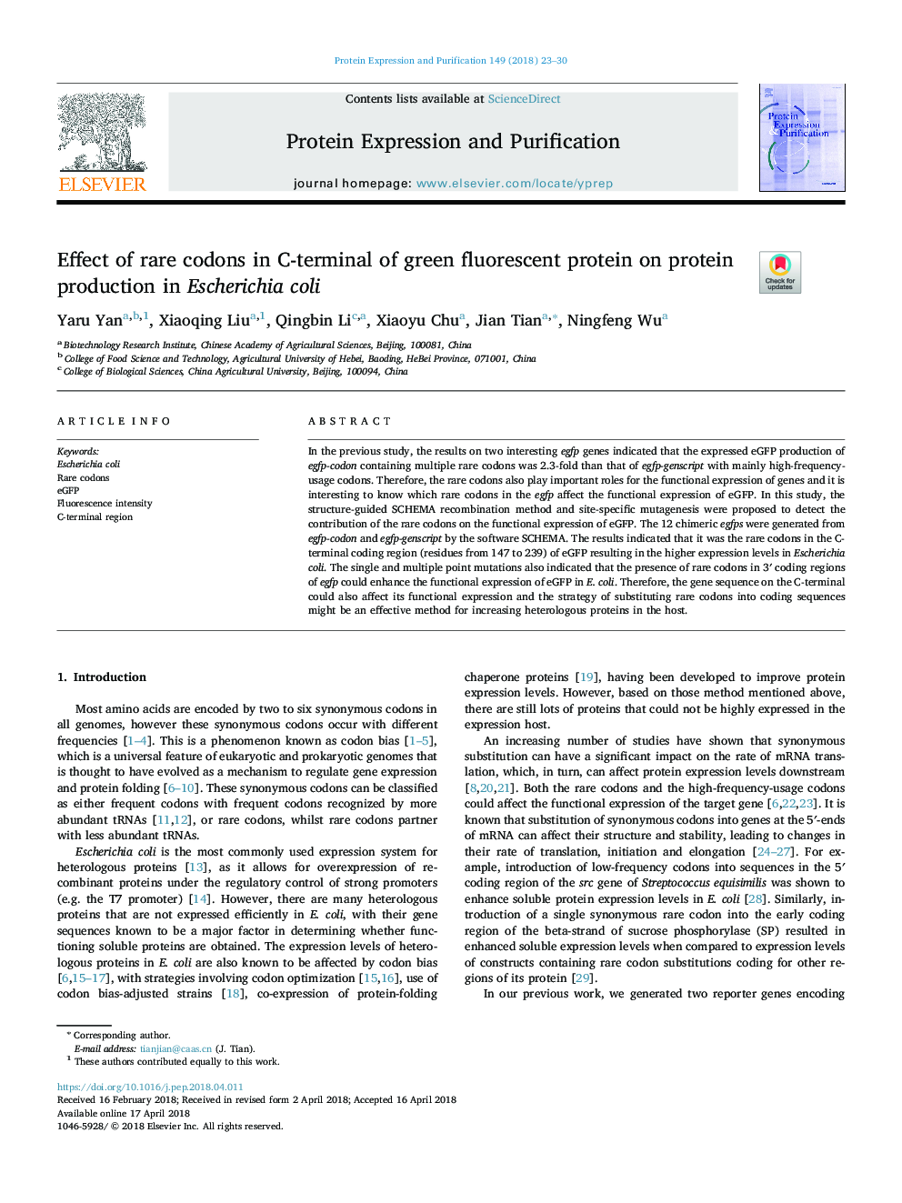 Effect of rare codons in C-terminal of green fluorescent protein on protein production in Escherichia coli