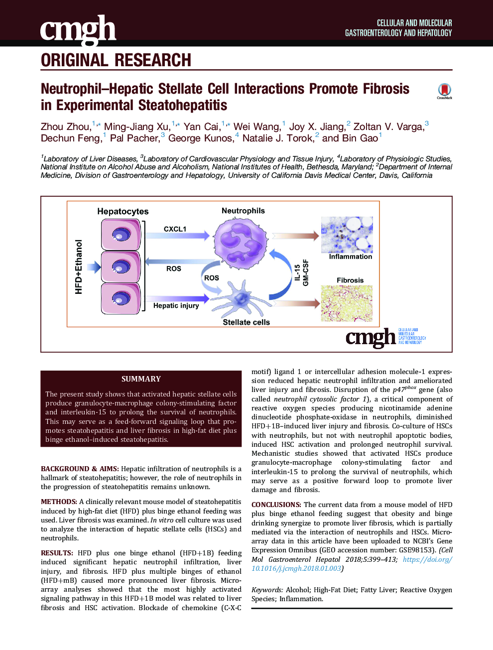 Neutrophil-Hepatic Stellate Cell Interactions Promote Fibrosis inÂ Experimental Steatohepatitis