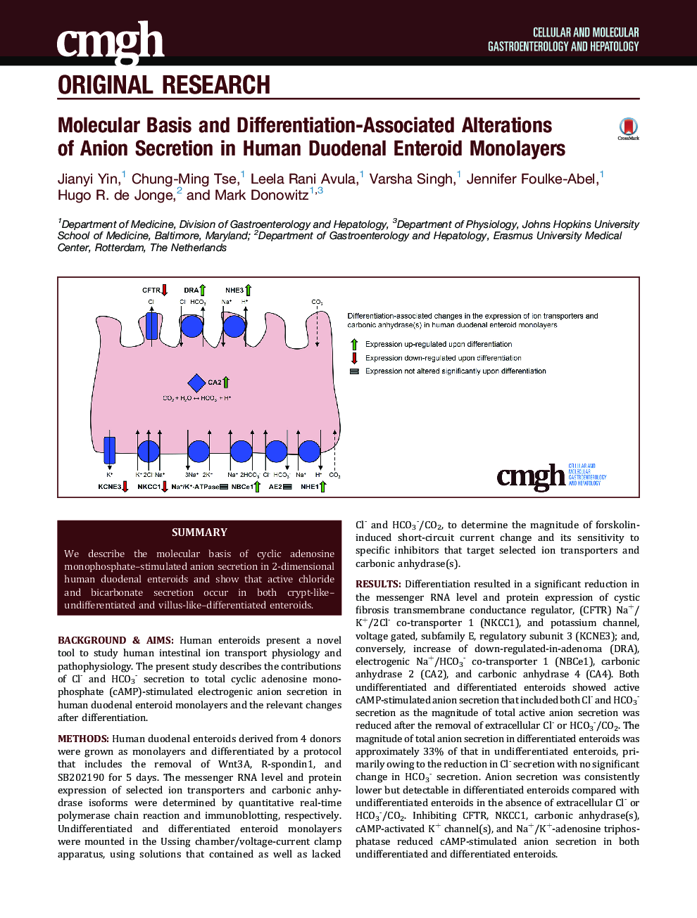 Molecular Basis and Differentiation-Associated Alterations of Anion Secretion in Human Duodenal Enteroid Monolayers