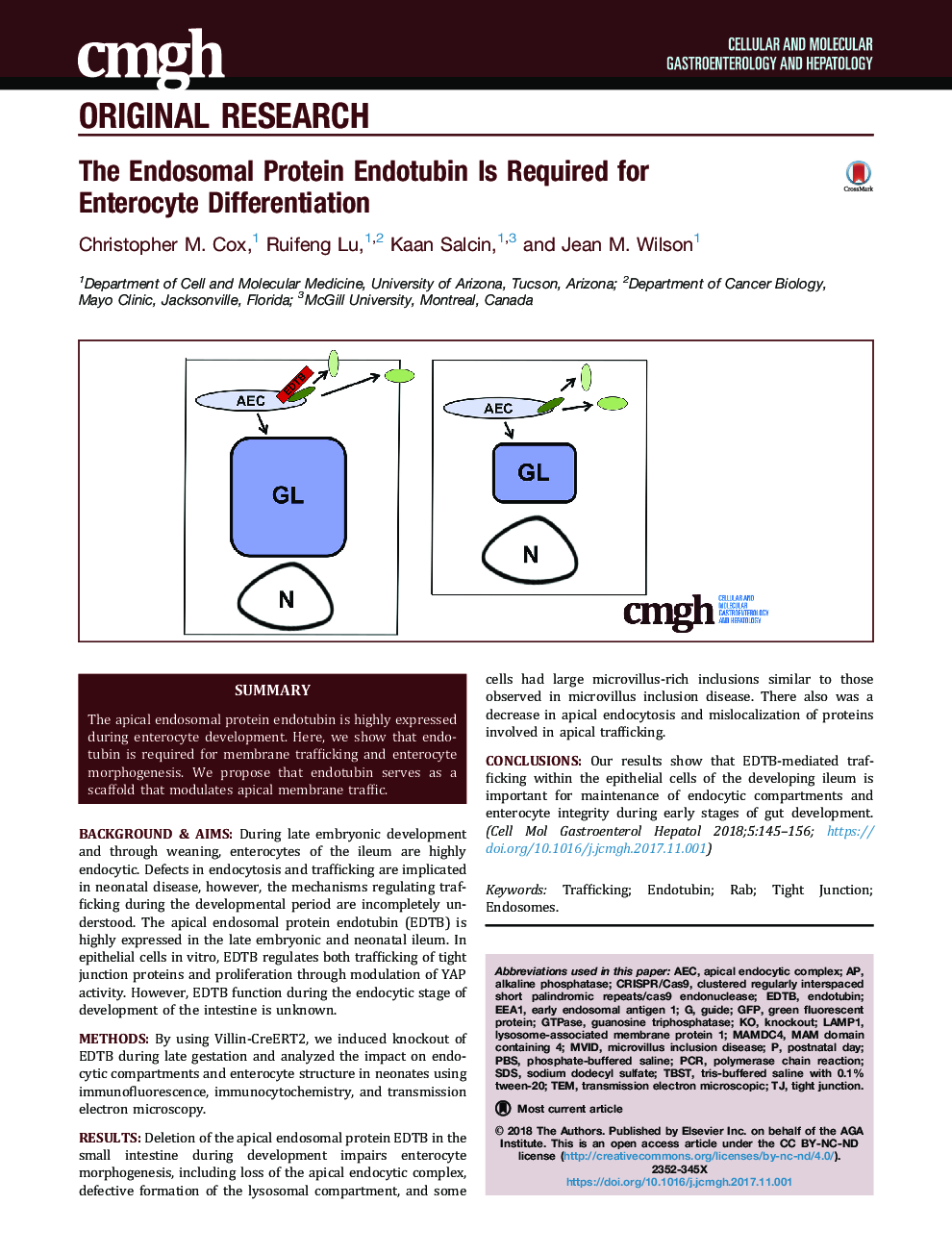 The Endosomal Protein Endotubin Is Required for EnterocyteÂ Differentiation