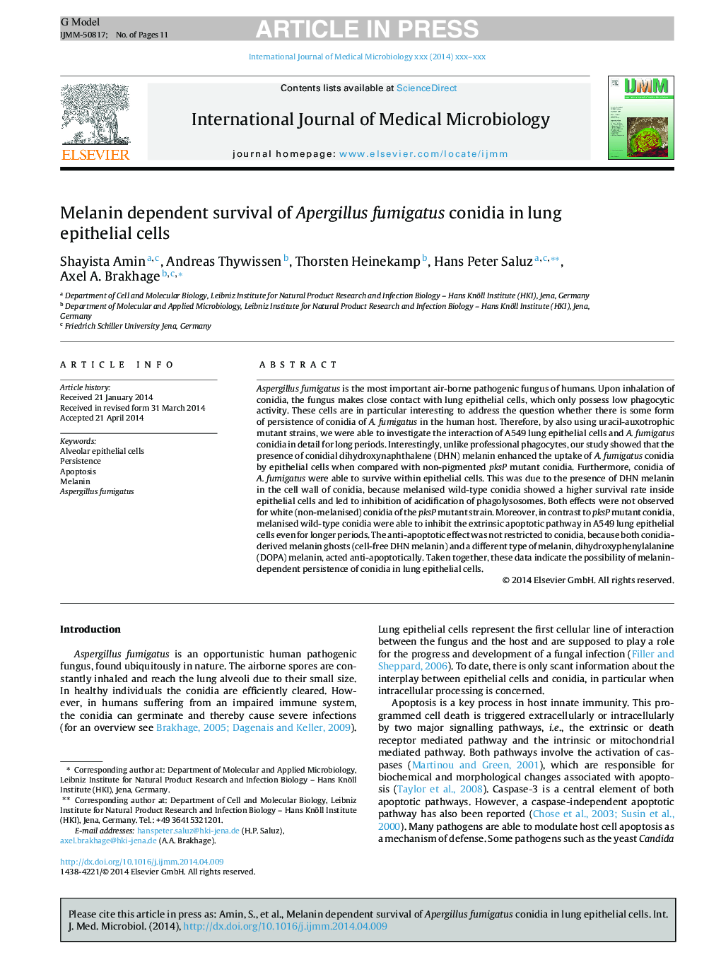 Melanin dependent survival of Apergillus fumigatus conidia in lung epithelial cells