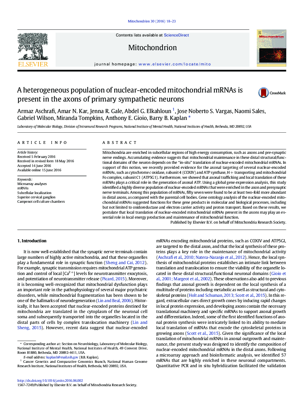 A heterogeneous population of nuclear-encoded mitochondrial mRNAs is present in the axons of primary sympathetic neurons