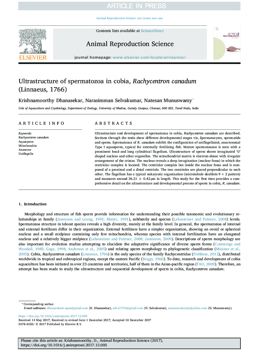 Ultrastructure of spermatozoa in cobia, Rachycentron canadum (Linnaeus, 1766)