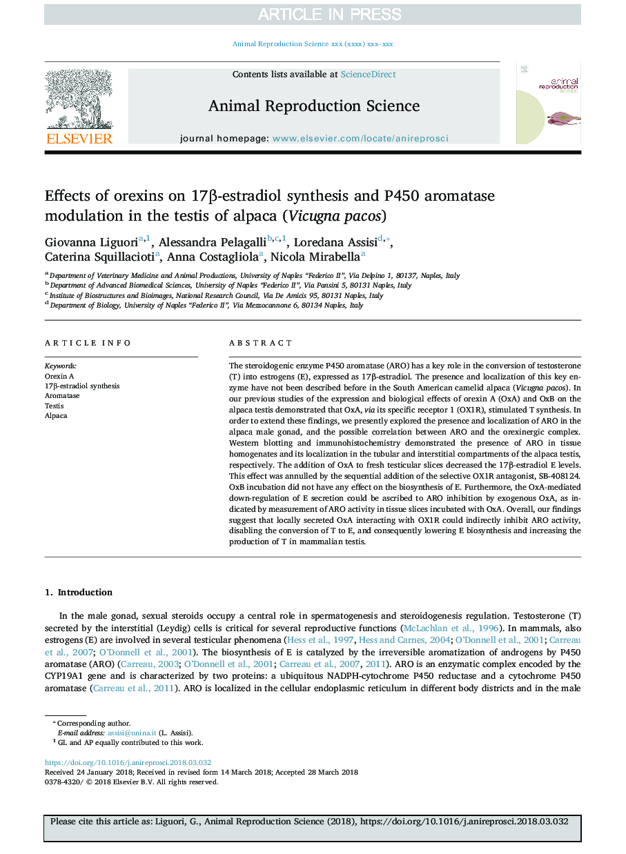 Effects of orexins on 17Î²-estradiol synthesis and P450 aromatase modulation in the testis of alpaca (Vicugna pacos)