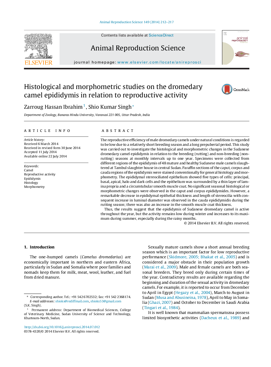 Histological and morphometric studies on the dromedary camel epididymis in relation to reproductive activity