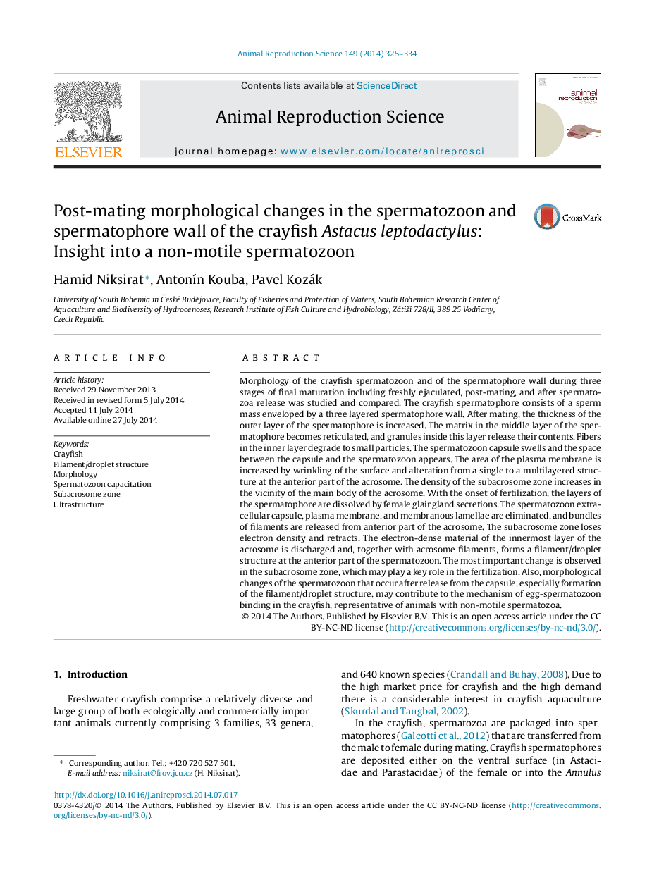 Post-mating morphological changes in the spermatozoon and spermatophore wall of the crayfish Astacus leptodactylus: Insight into a non-motile spermatozoon