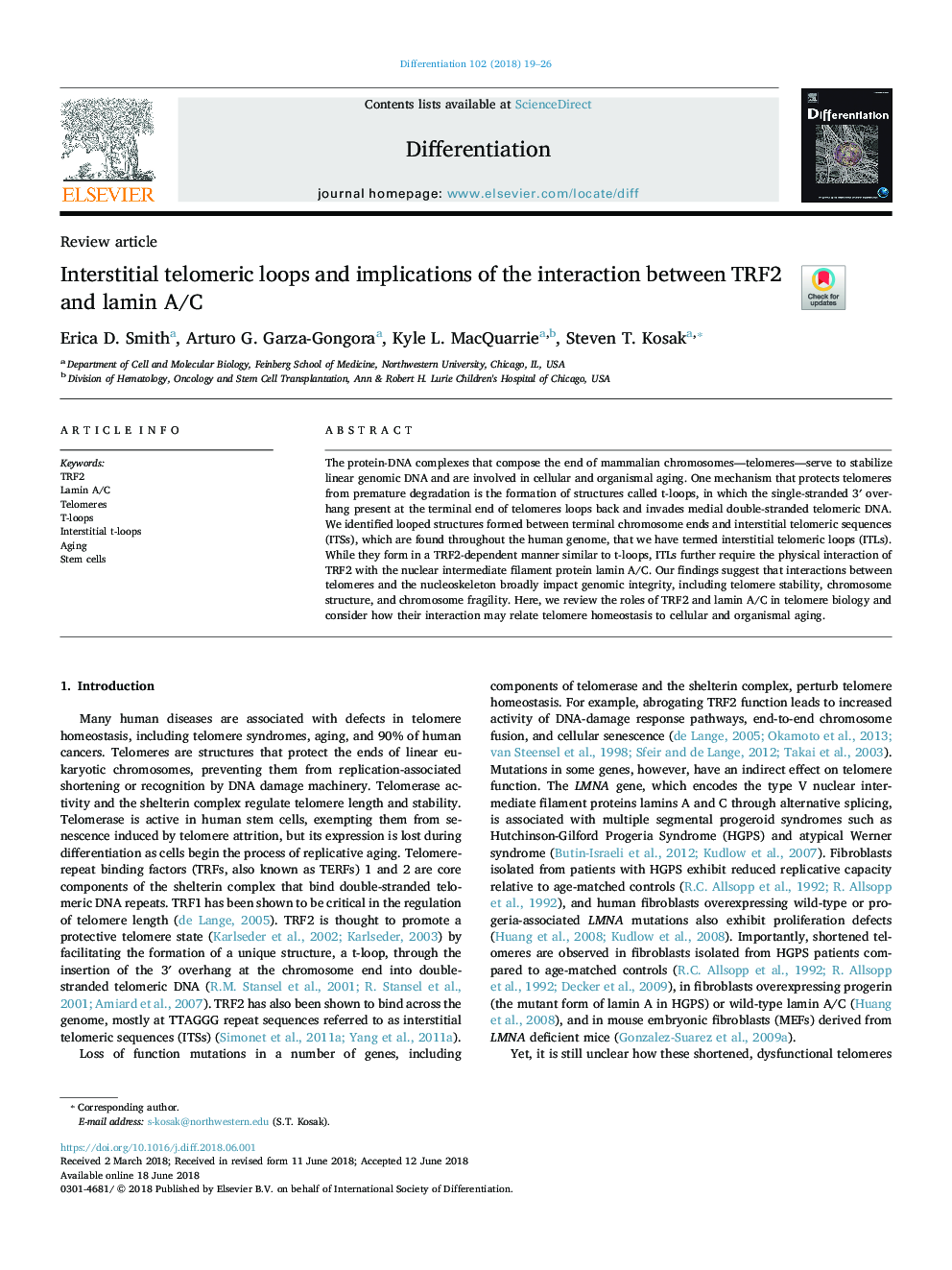 Interstitial telomeric loops and implications of the interaction between TRF2 and lamin A/C