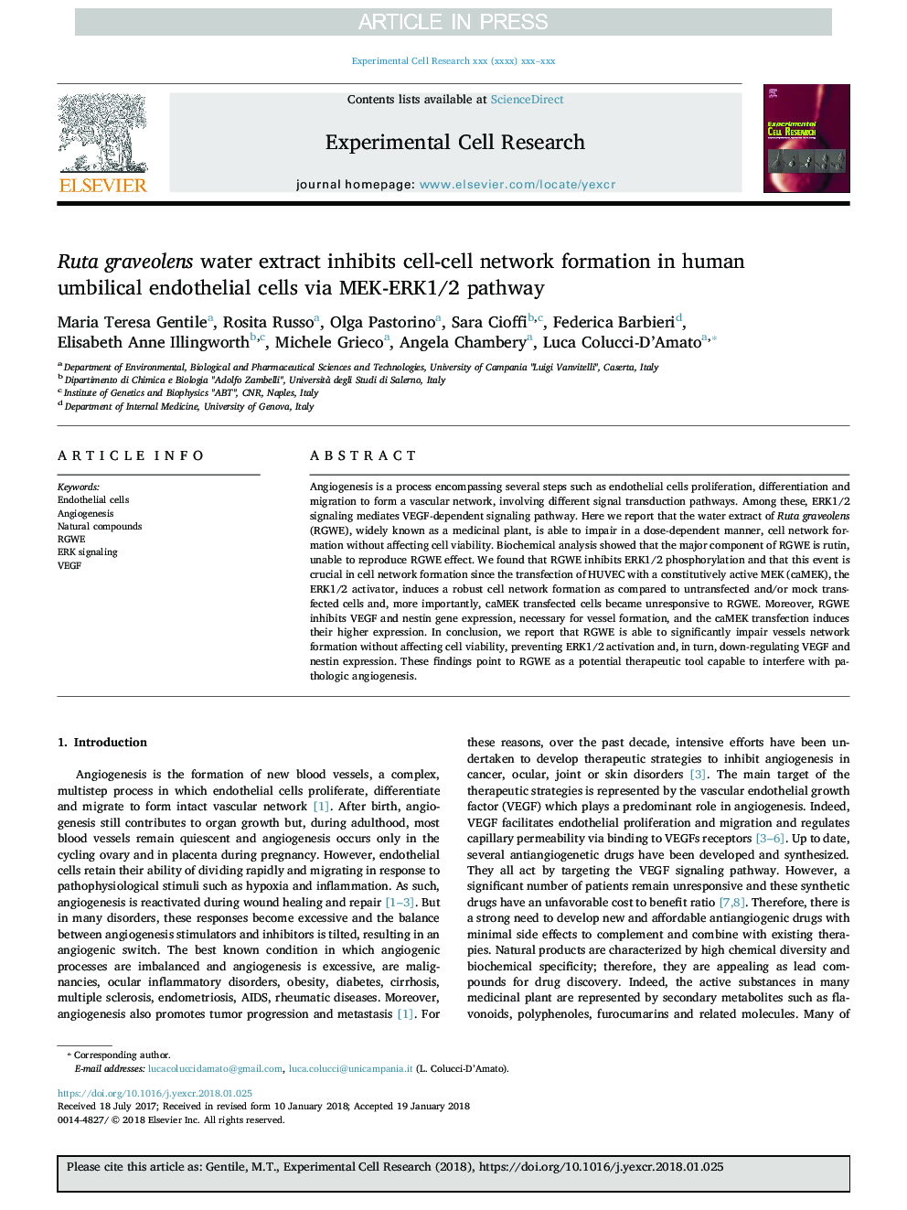 Ruta graveolens water extract inhibits cell-cell network formation in human umbilical endothelial cells via MEK-ERK1/2 pathway