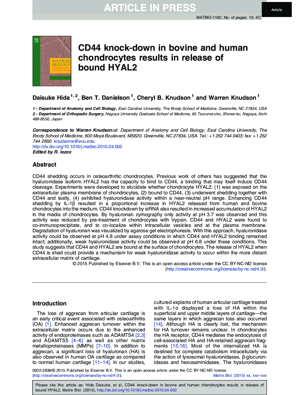 CD44 knock-down in bovine and human chondrocytes results in release of bound HYAL2