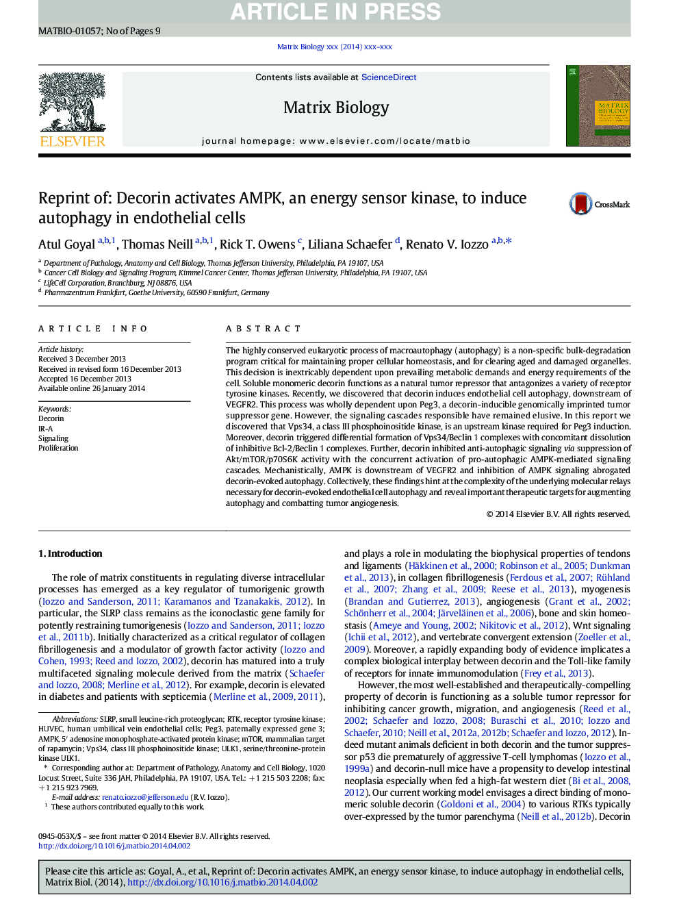 Reprint of: Decorin activates AMPK, an energy sensor kinase, to induce autophagy in endothelial cells