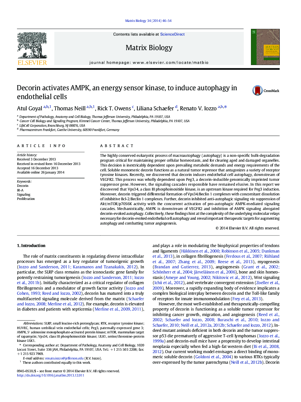 Decorin activates AMPK, an energy sensor kinase, to induce autophagy in endothelial cells