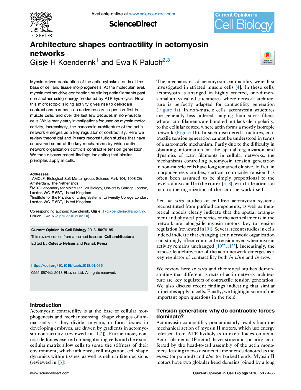 Architecture shapes contractility in actomyosin networks