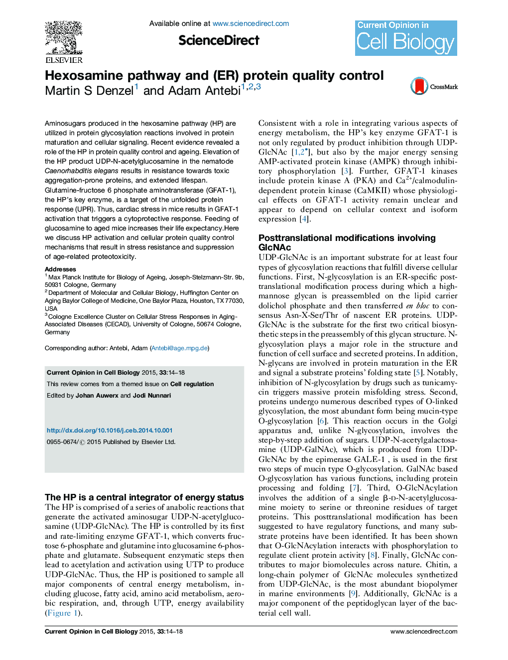 Hexosamine pathway and (ER) protein quality control