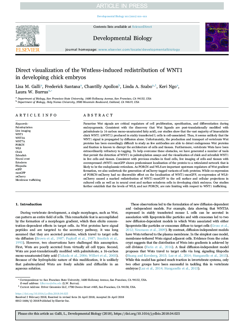 Direct visualization of the Wntless-induced redistribution of WNT1 in developing chick embryos