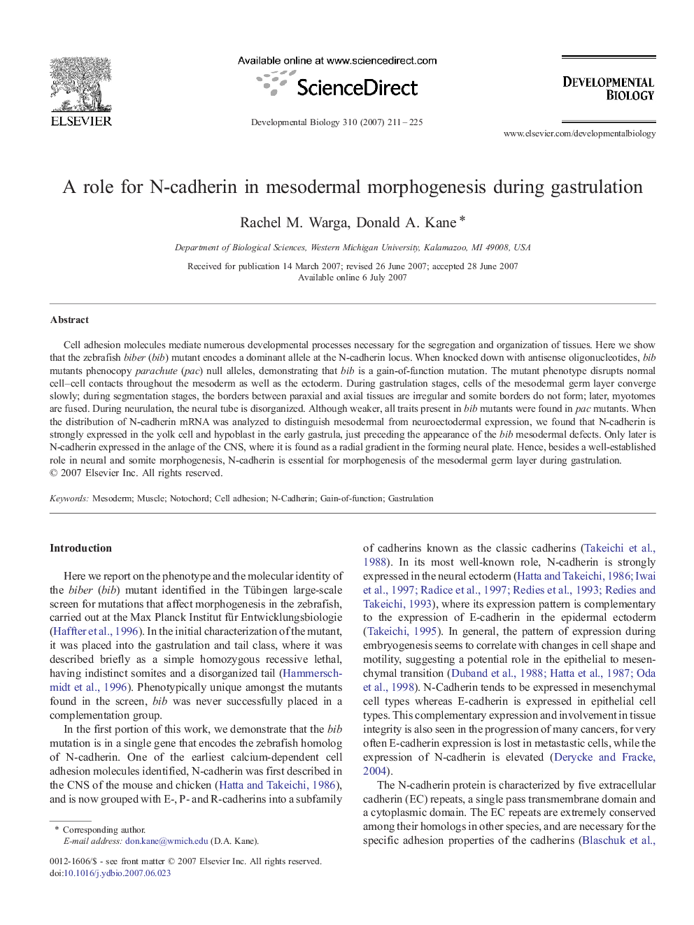 A role for N-cadherin in mesodermal morphogenesis during gastrulation