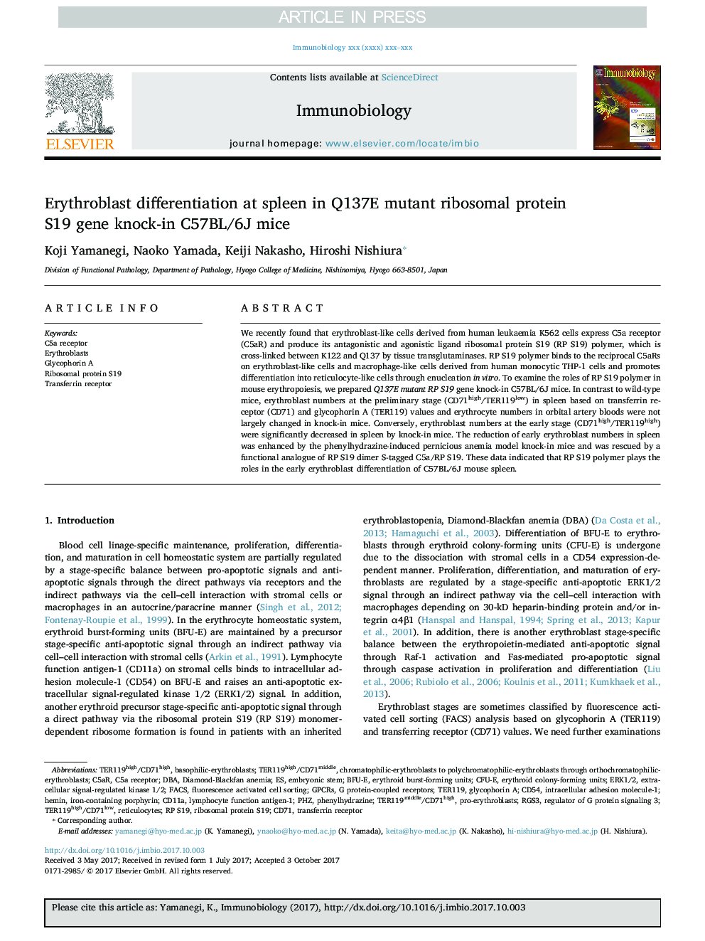 Erythroblast differentiation at spleen in Q137E mutant ribosomal protein S19 gene knock-in C57BL/6J mice