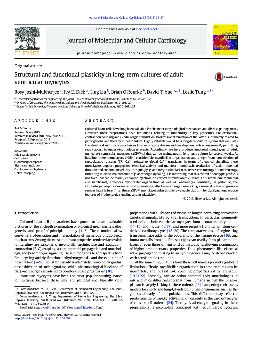 Structural and functional plasticity in long-term cultures of adult ventricular myocytes