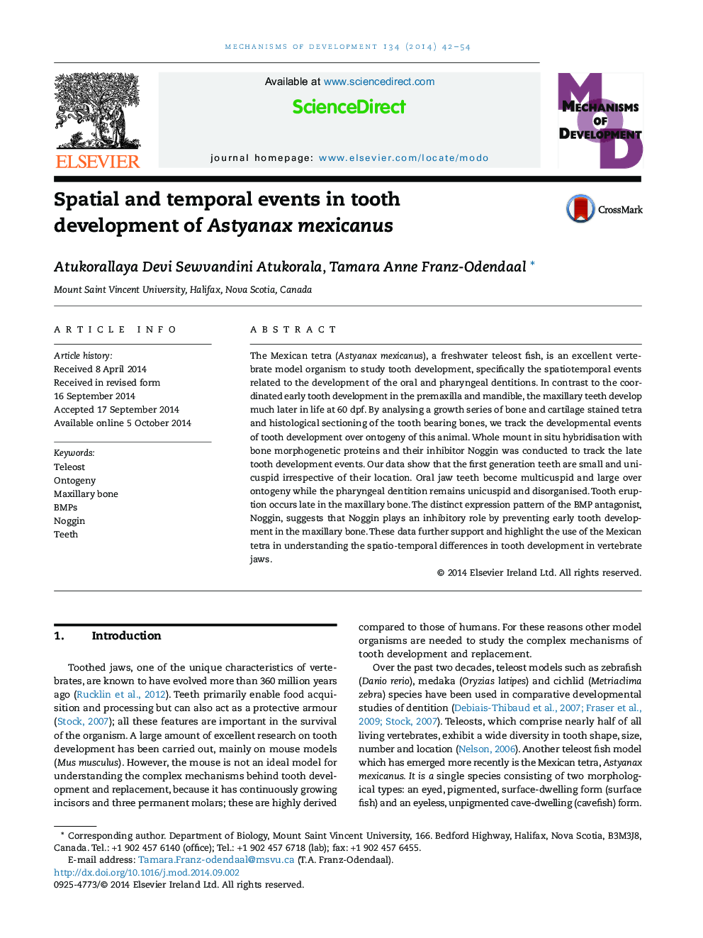 Spatial and temporal events in tooth development of Astyanax mexicanus