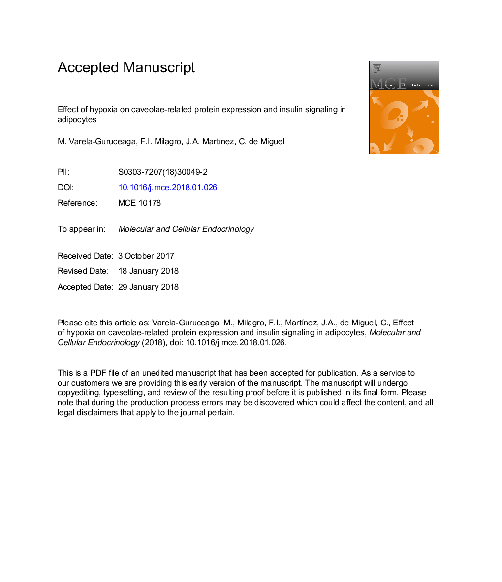 Effect of hypoxia on caveolae-related protein expression and insulin signaling in adipocytes