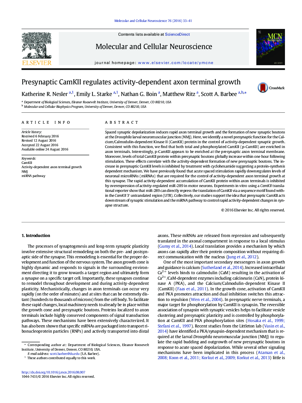 Presynaptic CamKII regulates activity-dependent axon terminal growth