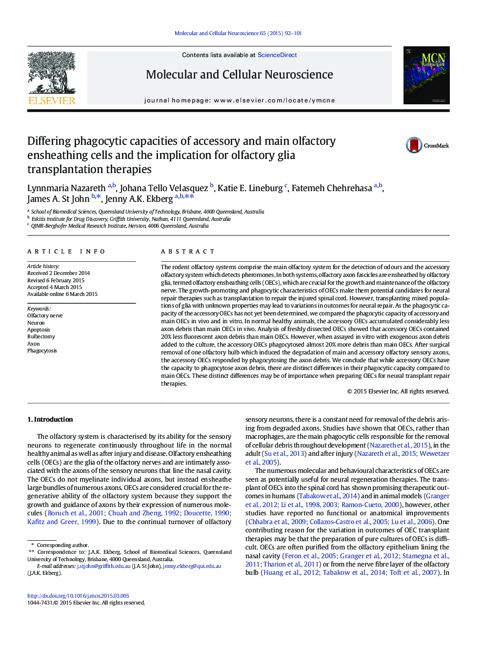 Differing phagocytic capacities of accessory and main olfactory ensheathing cells and the implication for olfactory glia transplantation therapies