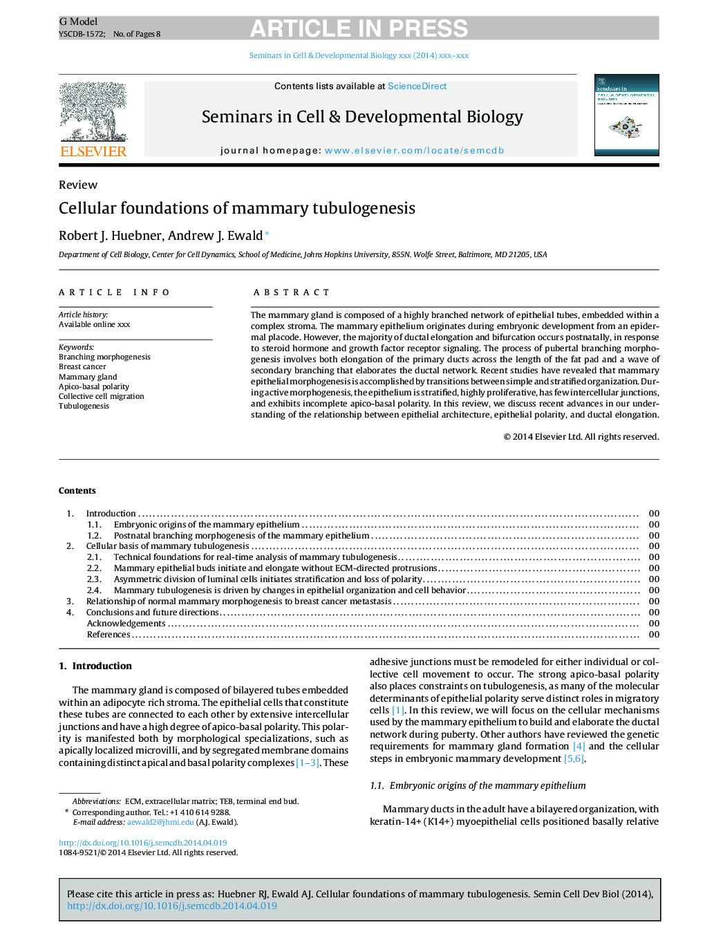 Cellular foundations of mammary tubulogenesis