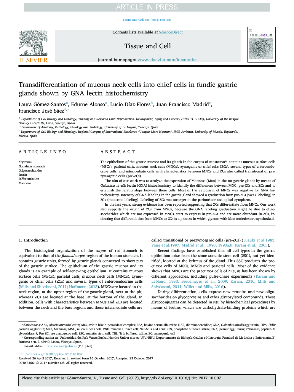 Transdifferentiation of mucous neck cells into chief cells in fundic gastric glands shown by GNA lectin histochemistry