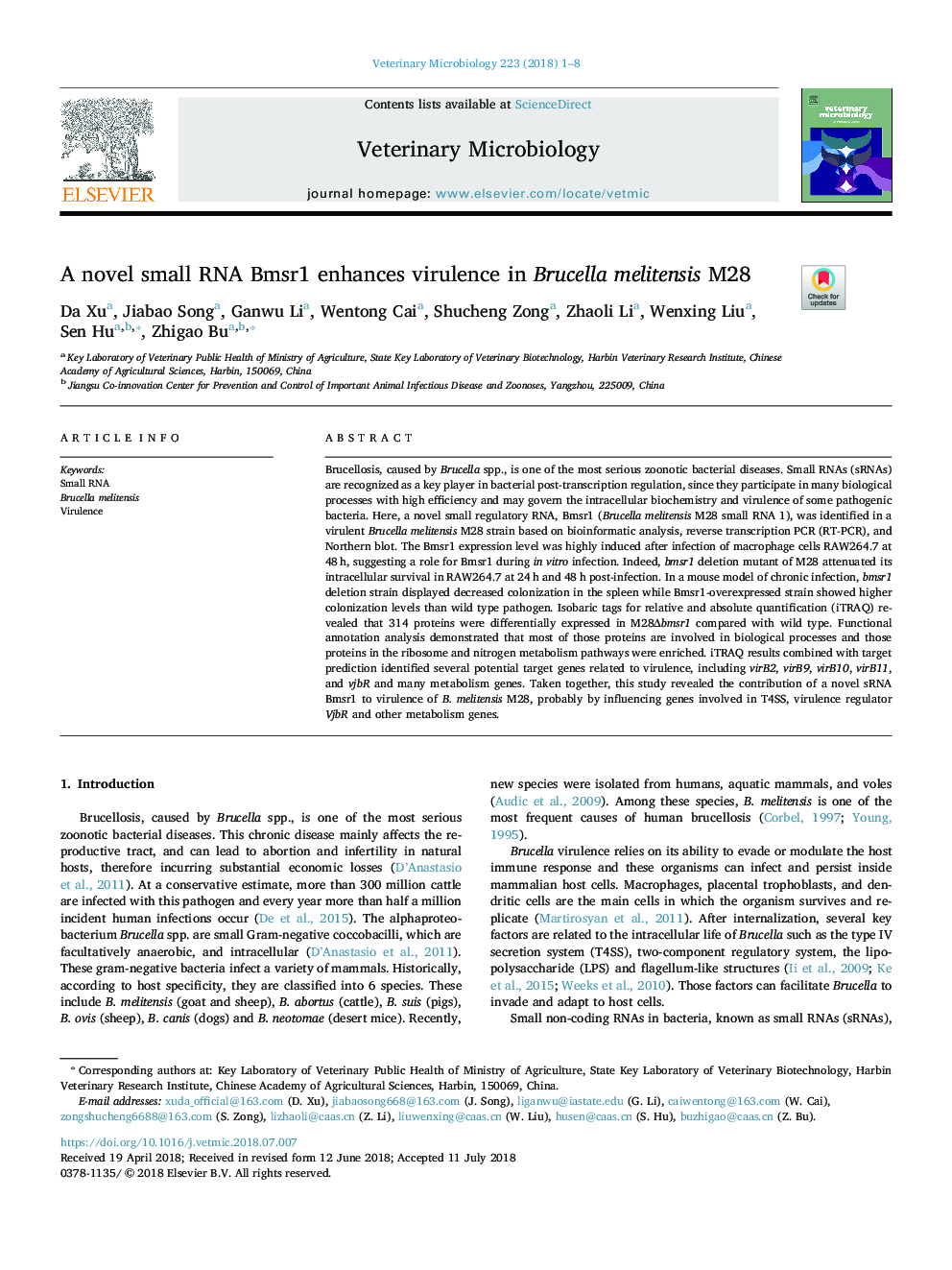 A novel small RNA Bmsr1 enhances virulence in Brucella melitensis M28