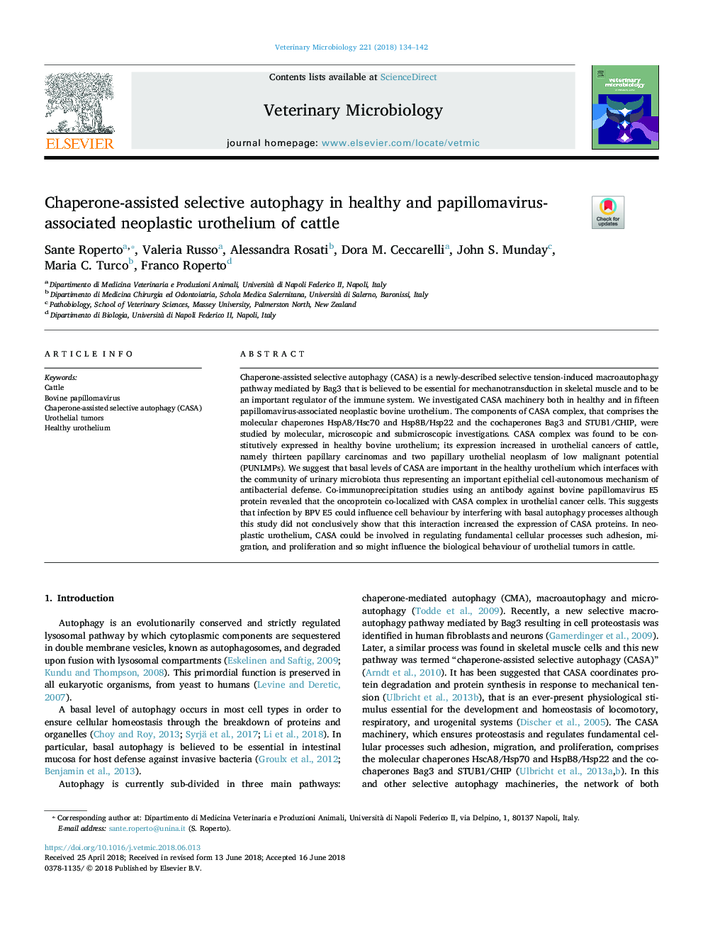 Chaperone-assisted selective autophagy in healthy and papillomavirus-associated neoplastic urothelium of cattle