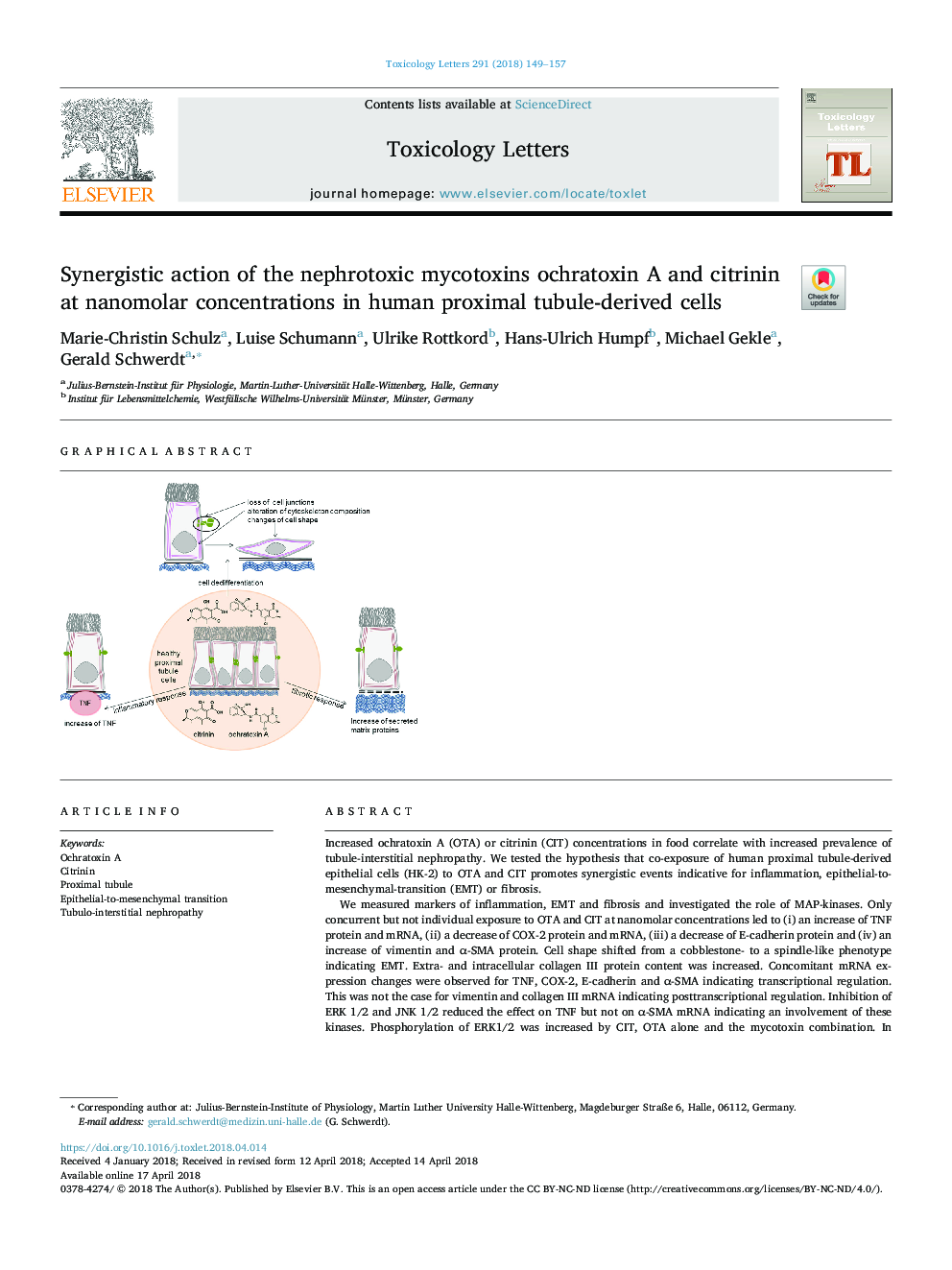 Synergistic action of the nephrotoxic mycotoxins ochratoxin A and citrinin at nanomolar concentrations in human proximal tubule-derived cells