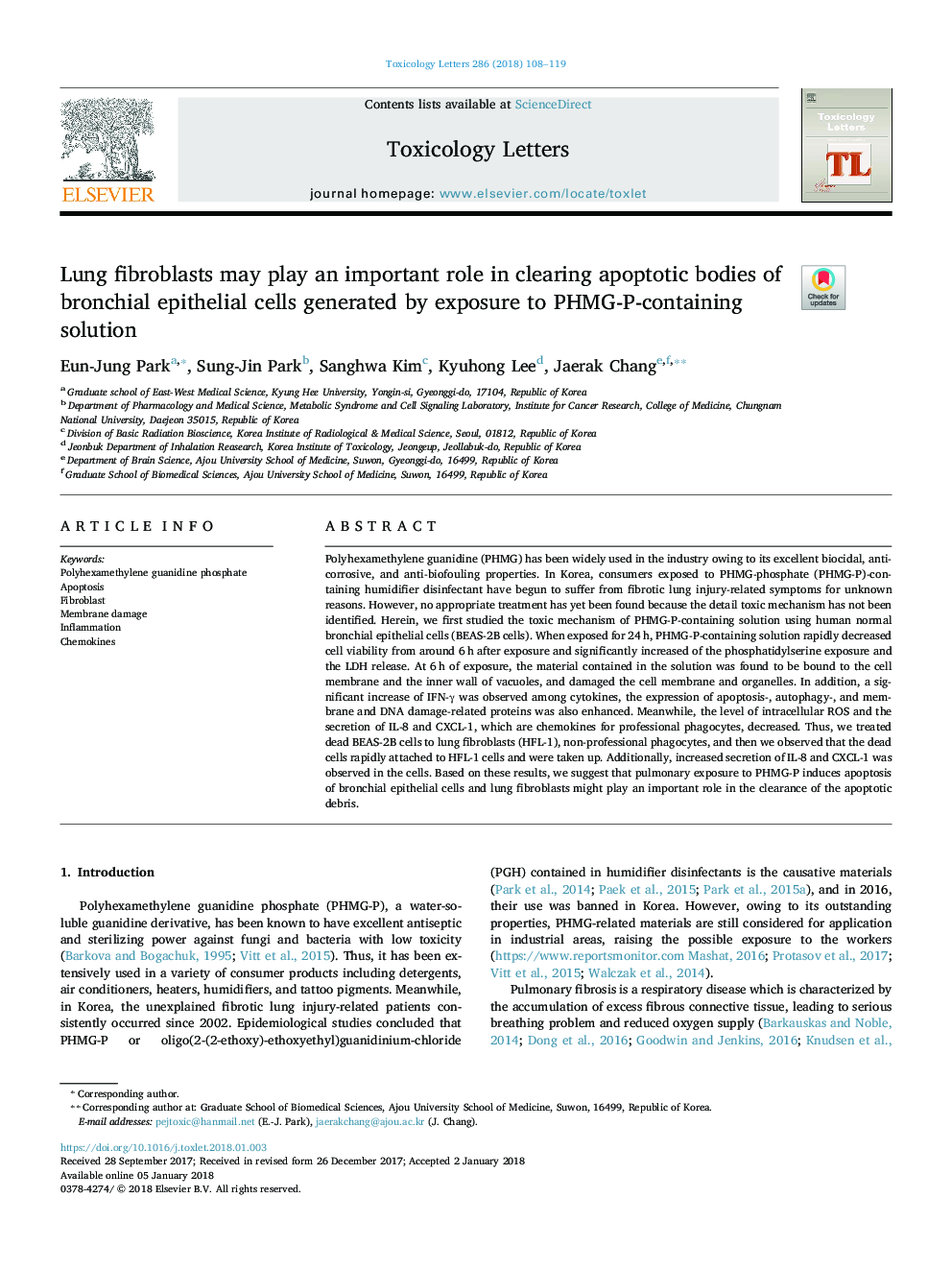 Lung fibroblasts may play an important role in clearing apoptotic bodies of bronchial epithelial cells generated by exposure to PHMG-P-containing solution