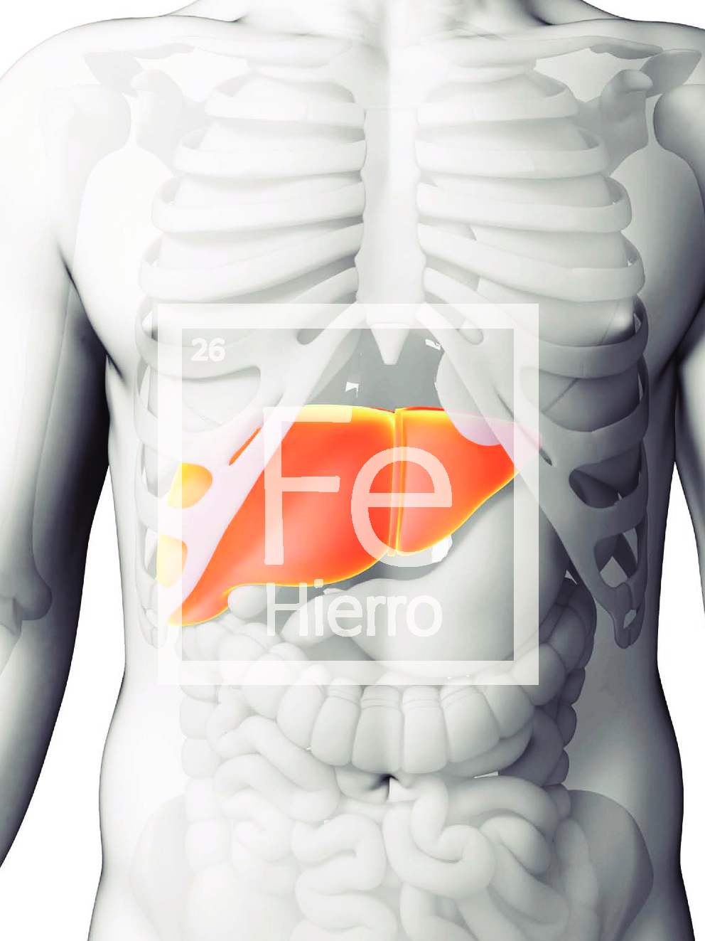 عکس صفحه اول مقاله: Hemocromatosis hereditaria Tratar la sobrecarga férrica Hemocromatosis hereditaria Tratar la sobrecarga férrica
