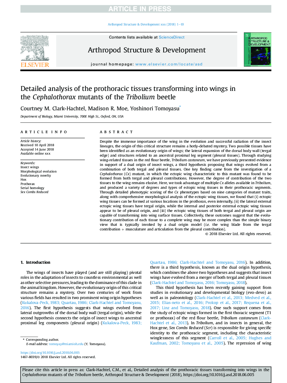 Detailed analysis of the prothoracic tissues transforming into wings in the Cephalothorax mutants of the Tribolium beetle